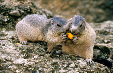 Marmotte des alpes,  Marmota marmota