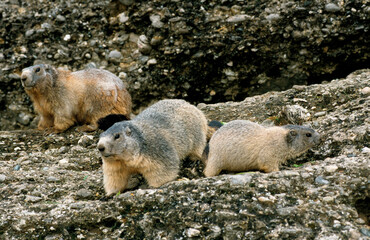 Marmotte des alpes,  Marmota marmota
