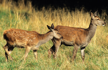 Cerf élaphe, biche, faon, Cervus elaphus