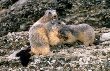 Marmotte des alpes,  Marmota marmota