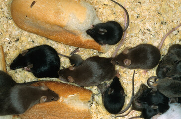 Souris commune, Souris domestique, Mus musculus
