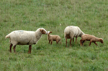 Mouton; race Mourerous, agneau, Alpes du sud