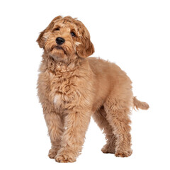 Cute 4 months young Labradoodle pup,standing side ways. Looking above camera with closed mouth....
