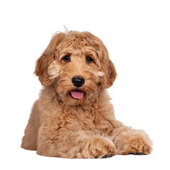 Cute 4 months young Labradoodle pup, laying down facing front. Looking at camera with open mouth and tongue out. Isolated cutout on transparent background.