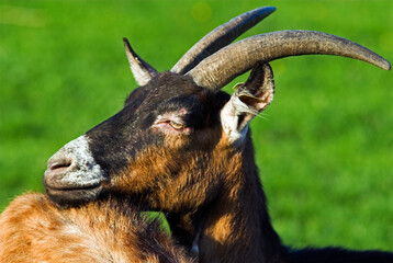 Chèvre, race Alpine chamoisée, Capra hircus hircus