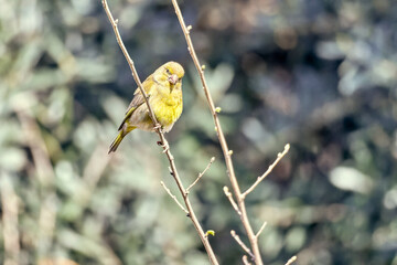 green finch carduelis chlorisHigh quality photo