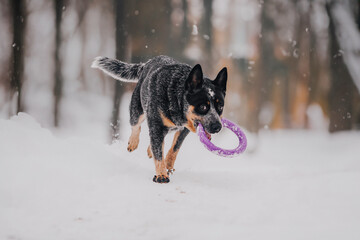 Blue Heeler - Australian Cattle Dog running happily through the snowy park