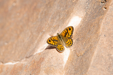Butterfly on a rock