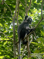 Thomas' langur, Presbytis thomasi, sits on a tree in Gunung Leuser National Park Sumatra, Indonesia