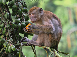 Young Long-tailed Macaque, Macaca fascicularis, eating palm fruit, Sumatra, Indonesia