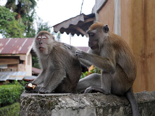 Long-tailed Macaque, Macaca fascicularis, picking each other's fur, Sumatra, Indonesia