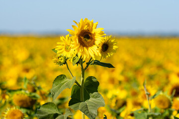 piękny kwiat słonecznika na polu w słoneczny dzień - obrazy, fototapety, plakaty