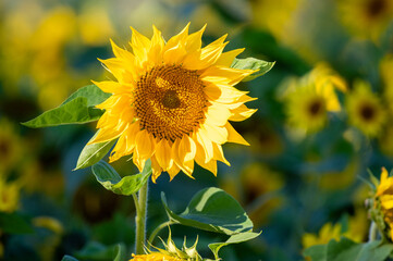 piękny kwiat słonecznika na polu w słoneczny dzień - obrazy, fototapety, plakaty