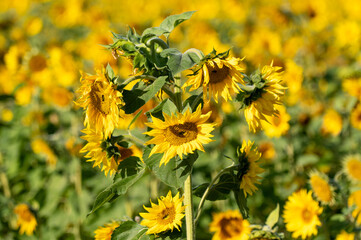 pole słoneczników pięknie rozkwitających w słońcu