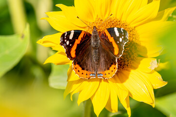 motyl rusałka admirał (Vanessa atalanta) na żółtym kwiatku