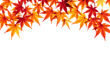 紅葉したモミジの葉