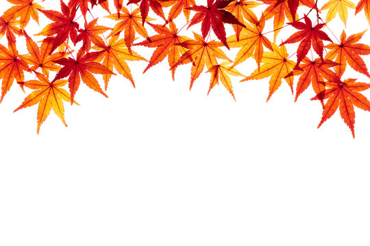 紅葉したモミジの葉