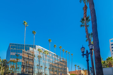 Palm trees and modern beuildings in world famous Hollywood boulevard