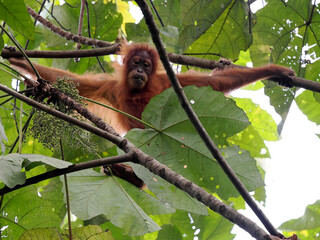 Fototapeta premium Sumatran Orangutan, Pongo abelii, deftly moves in branches looking for food, Sumatra, IndonesiaSumatra, Indonesia
