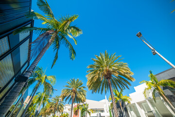 Luxury buildings and palm trees in world famous Rodeo Drive in Beverly Hills