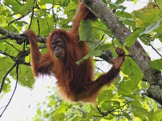 Sumatran Orangutan, Pongo abelii, deftly moves in branches looking for food, Gunung Leuser National Park, Sumatra - 733060078