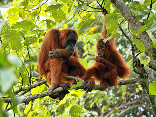 Female Sumatran Orangutan, Pongo abelii, with cub sitting on a branch, Gunung Leuser National Park, Sumatra - 733060224