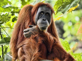 Portrait of a female wild Sumatran Orangutan, Pongo abelii, in the rainforest, Gunung Leuser National Park, Sumatra