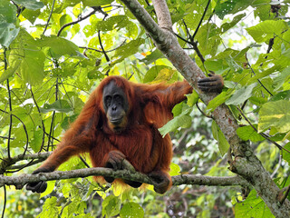 Sumatran Orangutan, Pongo abelii, deftly moves in branches looking for food, Gunung Leuser National...