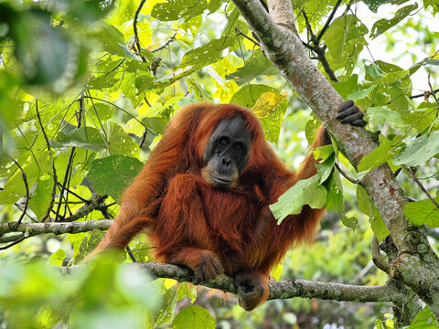 Sumatran Orangutan, Pongo abelii, sitting on a branch and looking around,Gunung Leuser National Park, Sumatra