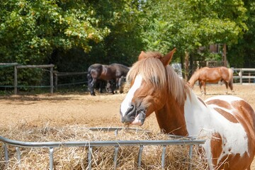 Un poney marron et blanc mangeant du foin 