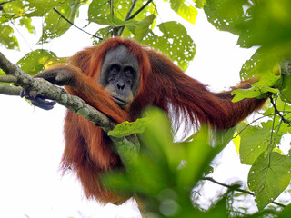 Sumatran Orangutan, Pongo abelii, deftly moves in branches looking for food, Gunung Leuser National Park, Sumatra © vladislav333222