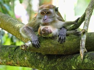 Female Long-tailed Macaque, Macaca fascicularis, with cub sitting in mud and posing around Sumatra, Indonesia