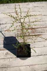 modrzew larix