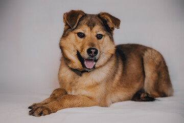 Portrait of an dog mixed breed puppy