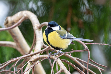 sikorka bogatka (Parus major) siedzi na gałęzi © Henryk Niestrój
