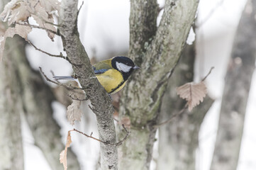 sikorka bogatka (Parus major) siedzi na gałęzi © Henryk Niestrój