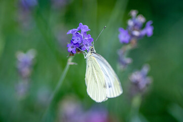 motyl bielinek kapustnik (Pieris brassicae) na kwiatach lawendy