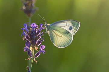 motyl bielinek na zielonym tle na kwiatku lawendy
