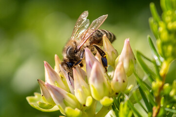 pszczoła miodna zbiera nektar na miód - obrazy, fototapety, plakaty