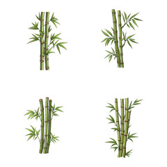 Bamboo vector illustration isolated on white background. 
