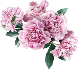 Pink peony isolated on a transparent background. Png file.  Floral arrangement, bouquet of garden flowers. Can be used for invitations, greeting, wedding card.