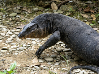 Large Varanus salvator, Water monitor, moves between bungalows Sumatra, Indonesia