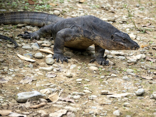 Large Varanus salvator, Water monitor, moves between bungalows Sumatra, Indonesia