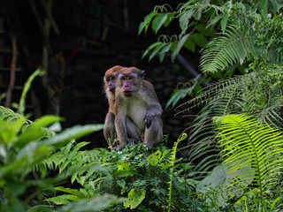 Pair of Long-tailed Macaque, Macaca fascicularis, with cub sitting in in dense vegetation, Sumatra, Indonesia