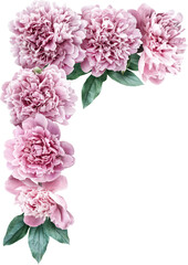 Pink peony isolated on a transparent background. Png file.  Corner floral arrangement, bouquet of garden flowers. Can be used for invitations, greeting, wedding card.