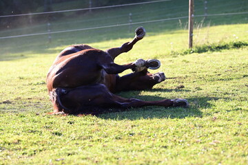 Nasses Pferd wälzt und schüttelt sich auf der Wiese