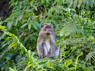 Angry male Long-tailed Macaque, Macaca fascicularis, sitting in dense vegetation, Sumatra, Indonesia