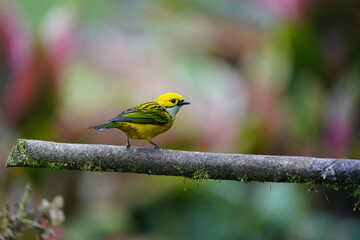 The silver-throated tanager (Tangara icterocephala) is a species of passerine bird in the tanager family Thraupidae. Costa Rica.