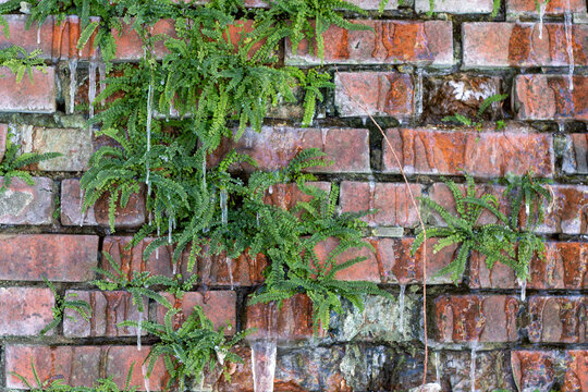 old brick wall with overgrowth and icicles
