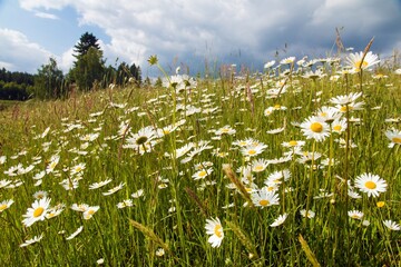 daisy on meadow, common daisy in latin Bellis perennis © Daniel Prudek